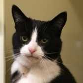 Rescue Cat Prue, Wythall Animal Sanctuary, Wythall needs a home
