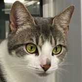 Rescue Cat Smudge, Pawz for Thought, Sunderland needs a home