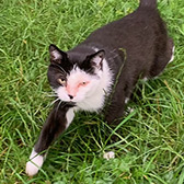 Rescue cat Woody from Stopford Cat Rescue, Stockport, Cheshire, Lancashire, needs a home