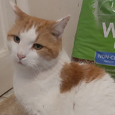 Rescue cat Alfie from Little Paws Cat Haven, Wolverhampton, West Midlands, needs a home
