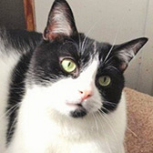 Rescue cat Alistair from Midlands Animal Rescue Team, Walsall, West Midlands, needs a home