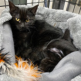 Rescue cats Amber & Jade from Pawz for Thought, Sunderland, Northumberland, Tyne and Wear, Durham, need a home