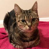 Rescue cat Bea from Little Paws Cat Haven, Wolverhampton, West Midlands, needs a home