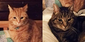 Rescue cats The Brothers from Stokey Cats,,, & Dogs, Hackney, London East, London West, need a home