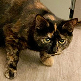 Rescue cat Dipi from Consett Cat Rescue, Consett, County Durham, needs a home