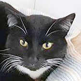 Rescue cat Felix, at Paws & Claws Animal Rescue Service, Haywards Heath, needs a new home