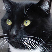 Rescue cat Felix, at Paws & Claws Animal Rescue Service, Haywards Heath, needs a new home