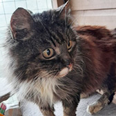 Rescue cat Fluffy from Maesteg Animal Welfare Society, Bridgend, Wales, needs a home