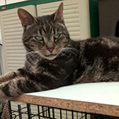 Rescue cat Godwin from Cats In Crisis - Thanet, Margate, East Kent, needs a home