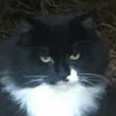 Rescue Cat Houdini,  Midlands Animal Rescue Team, Walsall needs a home