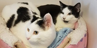 Rescue Cats Julian & Robin, Kathy's Cat Rescue,, The Wirral needs a home