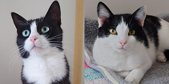 Rescue cat Lady and Darla from Jack's Cat Rescue, Louth, needs home