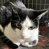 Rescue cat Lexi from Maesteg Animal Welfare Society, Bridgend, Wales, needs a home