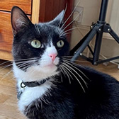 Rescue cat Luna from Hounslow Animal Welfare Society, Hounslow, West London, Surrey, needs a home