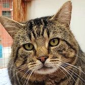 Rescue Cat Monty from Bury's Stray Cat Fund, Suffolk, needs a home