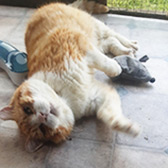 Rescue cat Parsley from SOS Animals UK, Hereford, Herefordshire, Powys, Mid Wales, needs a home
