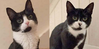 Rescue cats Pea and Penny from Bushy Tail Cat Aid, Watford, West London, Hertfordshire, need a home