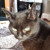 Rescue cat Sally from Little Paws Cat Haven, Wolverhampton, West Midlands, needs a home