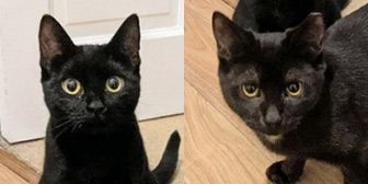 Rescue cats Skippy & Hopper from Hounslow Animal Welfare Society, Hounslow, West London, Surrey, need a home