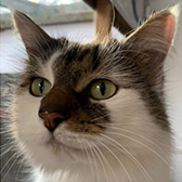 Rescue cat Twinkle from Maesteg Animal Welfare Society, Bridgend, Wales, needs a home
