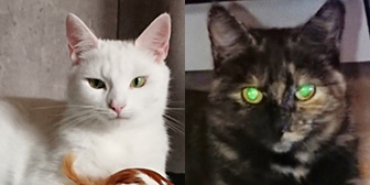 Rescue cat Angel & Morjon from Stray Cat Rescue Team West Midlands, needs home
