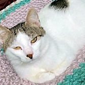 Rescue cat Angelo, at Fur & Feathers Animal Sanctuary, Wythall, needs a new home