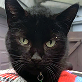 Rescue cat Billay, at Maesteg Animal Welfare Society, Bridgend, needs a new home