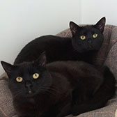 Rescue cats Brooke & River from Wythall Animal Sanctuary, Birmingham, West Midlands, need a home