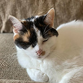 Rescue Cat, Candy,  Cats Guidance Rescue, Wigan needs a home