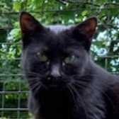 Rescue Cat Deborah,  Consett Cat Rescue, Consett needs a home