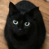 Rescue Cat Deborah,  Consett Cat Rescue, Consett needs a home