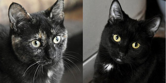 Rescue cat Delilah and Lesley from Hounslow Animal Welfare Society, needs home