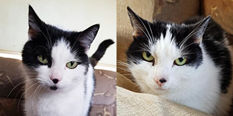 Rescue cats Dotty and Milly from Wonky Pets Rescue, Northampton, Derbyshire, Northamptonshire, Warwickshire, West Midlands, need a home