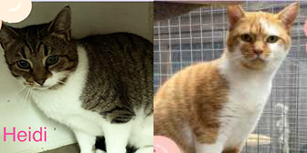 Rescue Cats, Heidi & Inga,  Fur & Feathers Animal Sanctuary, Wythall needs a home