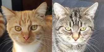 Rescue Cats, Jonah & Carter, ARC - The Ashmore Rescue for Cats, Wolverhampton needs a home