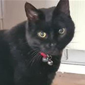 Rescue Cat, Marley, Cats Protection - Welwyn, Hatfield & District, Welwyn needs a home