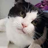 Rescue cat Maurice from Purrs Cat Rescue, Hornchurch, Essex, needs a home