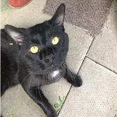 Rescue cat Max from Felines 1st, Crawley, needs a home