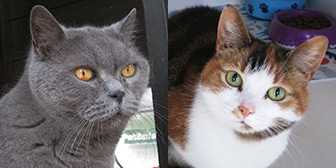 Rescue cats Mica and Squishy from Shropshire Street Cats, Market Drayton, Shropshire, need a home