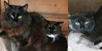 Rescue cats Moya, Moppet & Maddie from Rolvenden Cat Rescue, Rolvenden, East Kent, West Kent, need a home