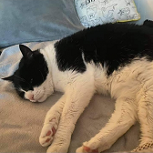 Rescue cat Oreo from Helping Pets - North East, Newcastle, needs home