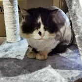 Rescue cat Prince from Lulubells Rescue, Enfield, needs home