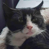 Rescue cat Rupert from Croydon Animal Samaritans, South London, needs a home