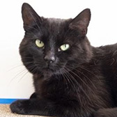 Rescue cat Sam from Cats Protection - Mitcham Homing Centre, Mitcham, West London, Surrey, needs a home
