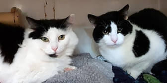 Rescue cats Snowflake and Chuckles, at Cats in Crisis Epsom, Surrey, needs a new home
