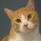 Rescue Cat Spidey, Feline Friends London, Hackney needs a home