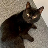 Rescue cat William from Pippa's Army – Lost & Found Pets Havering & Thurrock, Grays, Essex, needs a home