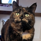 Rescue cat Arietty, at Cramar Cat Rescue and Sanctuary, Birmingham, needs a new home