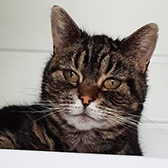 Rescue Cat Bubbles from RSPCA - Essex South, Southend & District, Southend, Essex, needs a home