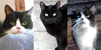 Rescue cats Buttons, Sadie and Susi from Kingsdown Cat Sanctuary, Deal, East Kent, need a home